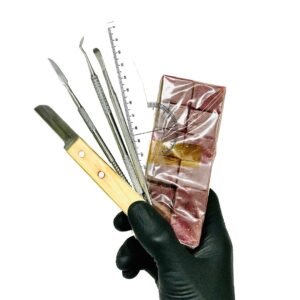 Post equipos (10) Kit de Anatomía Dental