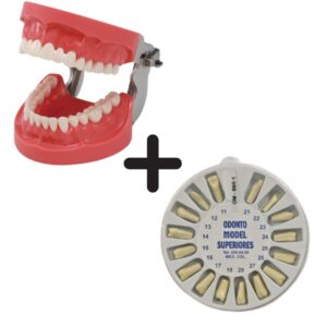 Typodont Encia Dura + Rueda de Dientes